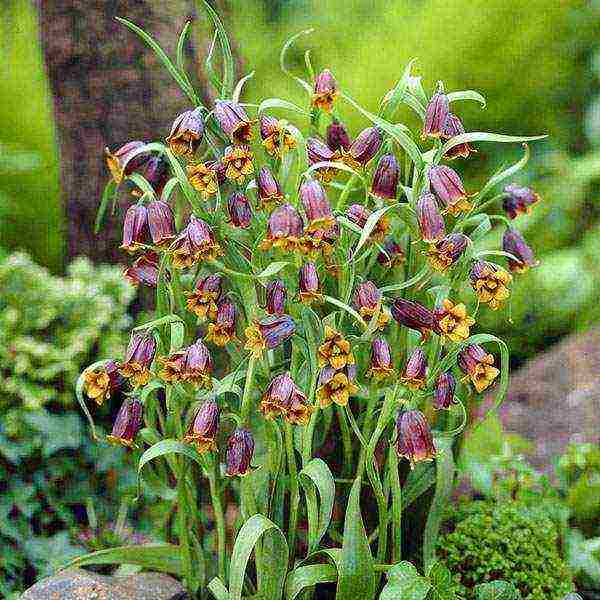 hazel grouse imperial persian planting and care in the open field