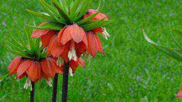 hazel grouse imperial persian planting and care in the open field