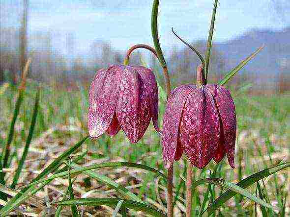 hazel grouse imperial persian planting and care in the open field