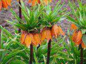 hazel grouse imperial persian planting and care in the open field