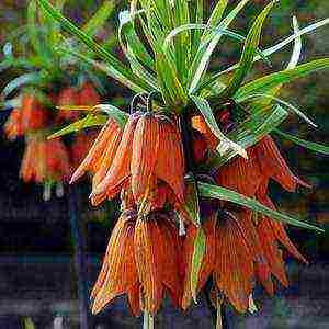 hazel grouse imperial persian planting and care in the open field