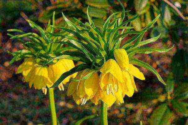 hazel grouse imperial persian planting and care in the open field