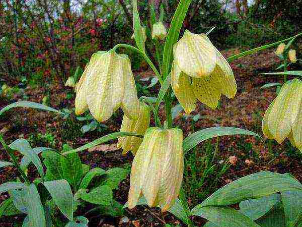 hazel grouse imperial persian planting and care in the open field