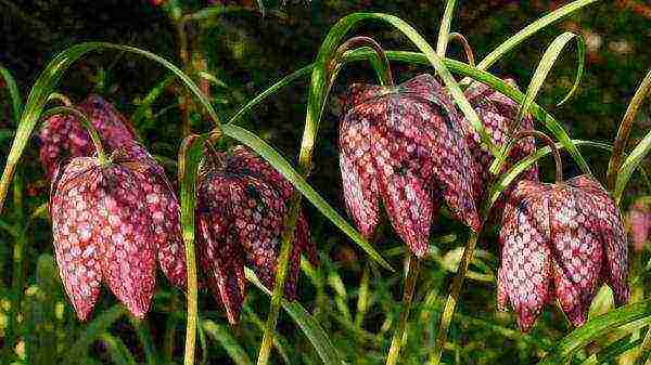 hazel grouse imperial persian planting and care in the open field