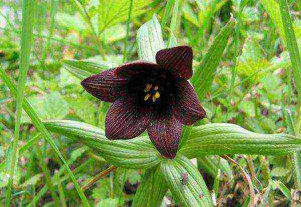 hazel grouse imperial persian planting and care in the open field