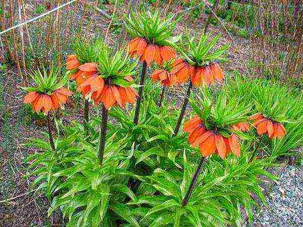 hazel grouse imperial planting and care in the open field in the urals