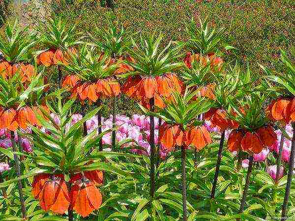 hazel grouse imperial planting and care in the open field in the urals