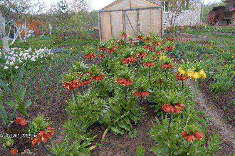 hazel grouse imperial planting and care in the open field in the urals