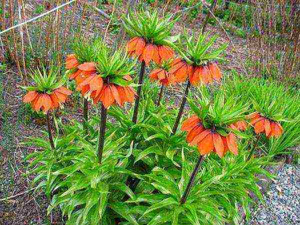 hazel grouse planting and care in the open field in the suburbs