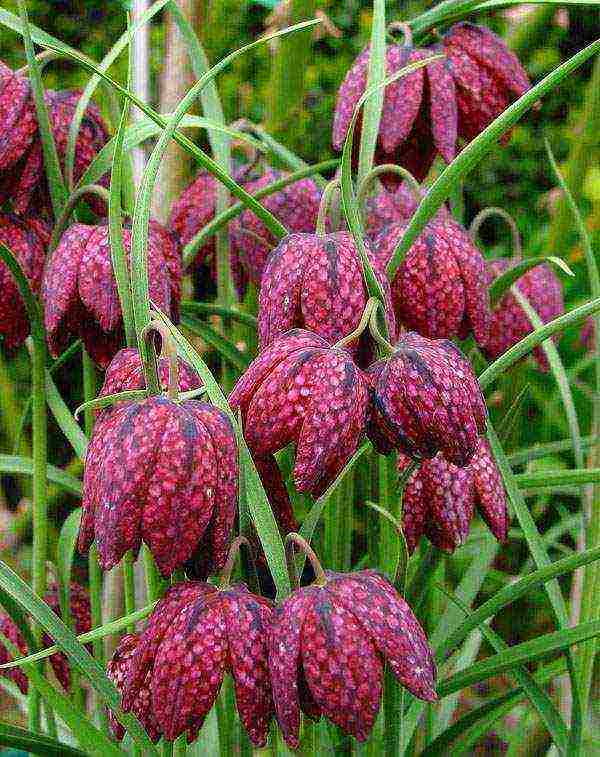 hazel grouse planting and care in the open field in the suburbs