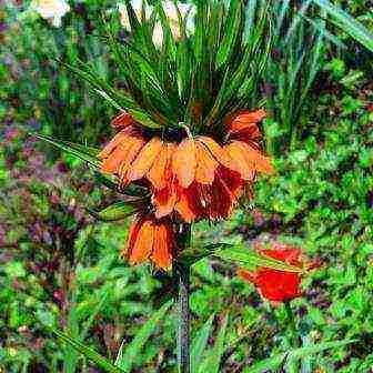 hazel grouse planting and care in the open field in the suburbs