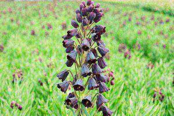 hazel grouse planting and care in the open field in the suburbs