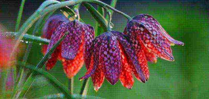 hazel grouse planting and care in the open field in the Urals