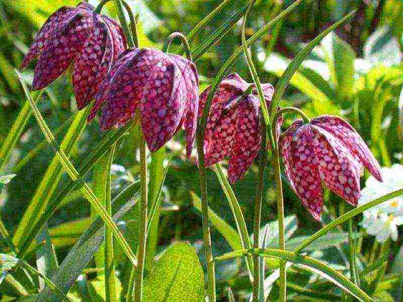 hazel grouse planting and care in the open field in the Urals