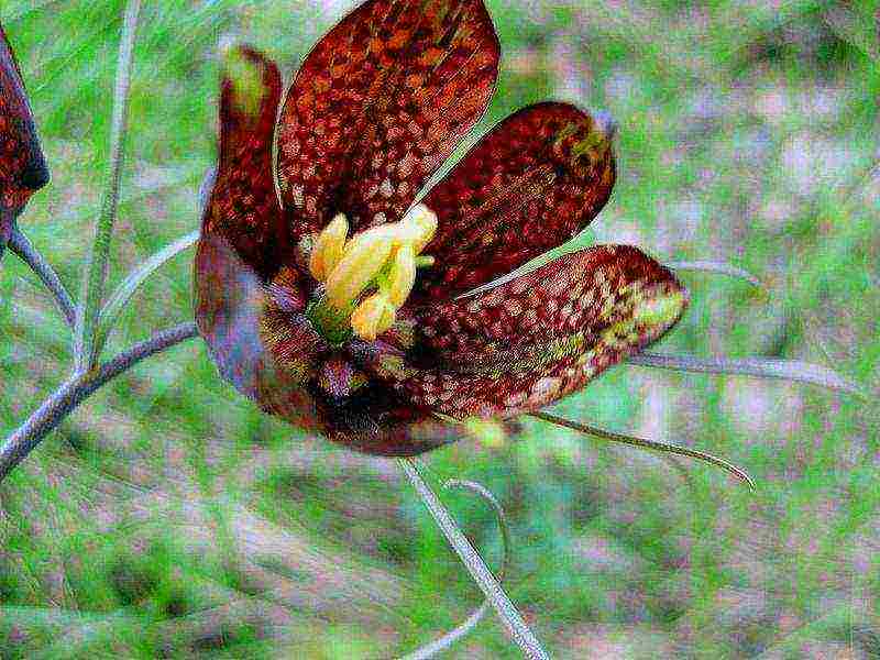 hazel grouse planting and care in the open field in the Urals