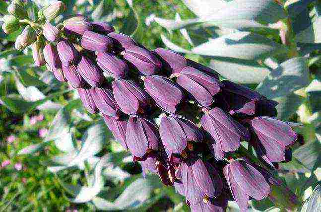 hazel grouse planting and care in the open field in the Urals