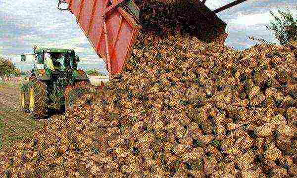 sugar beets in russia where they grow the most