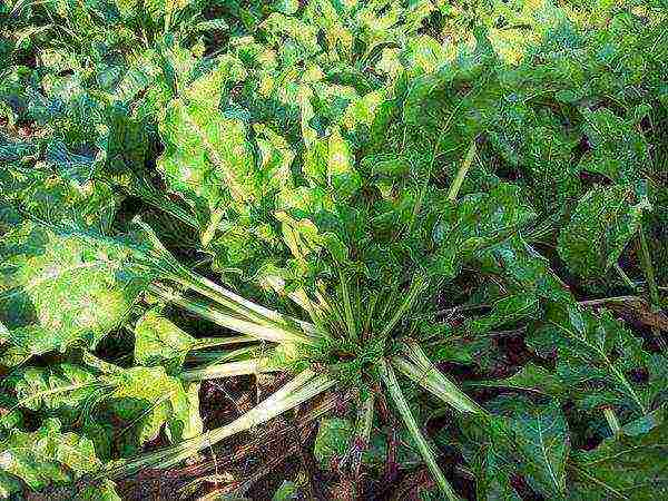 sugar beets in russia where they grow the most