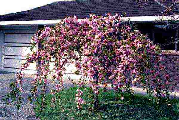 pagtatanim ng sakura at pangangalaga sa bukas na bukid sa siberia