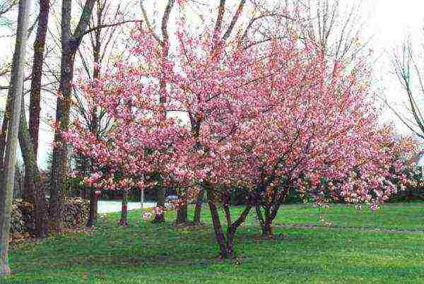 pagtatanim ng sakura at pangangalaga sa bukas na bukid sa siberia