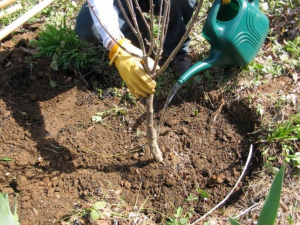 sakura planting and care in the open field in siberia