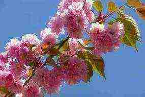 sakura planting and care in the open field in siberia