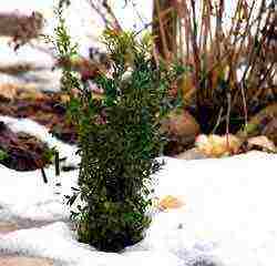 boxwood planting and care in the open field in the Rostov region