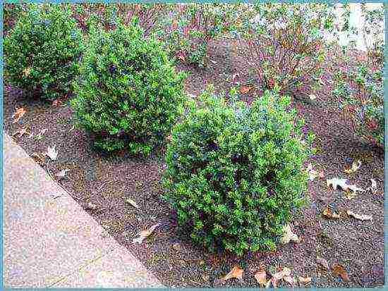 boxwood planting and care in the open field in the Rostov region