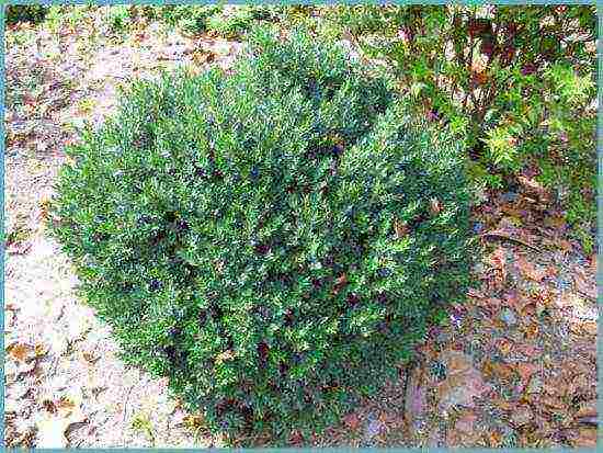 boxwood planting and care in the open field in the Rostov region