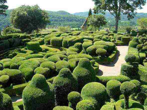 boxwood planting and care in the open field in the Rostov region