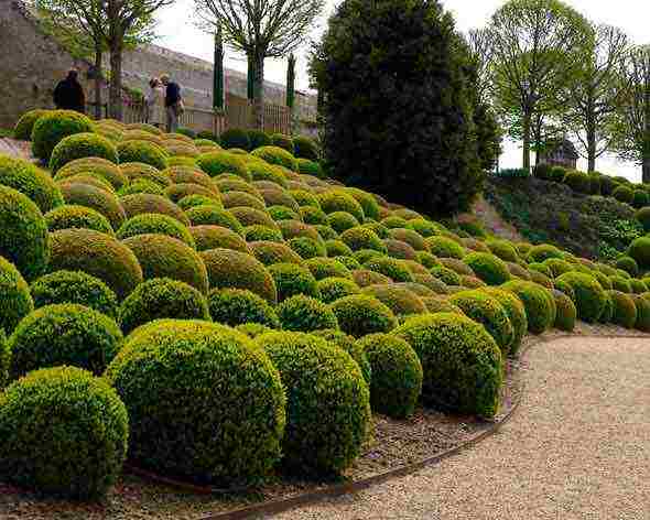 boxwood planting and care in the open field in the Rostov region