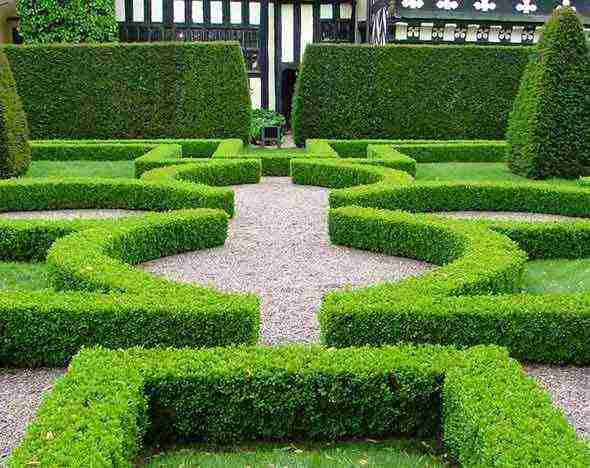 boxwood planting and care in the open field in the Rostov region