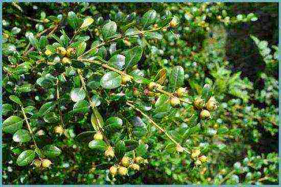 boxwood planting and care in the open field in the Rostov region