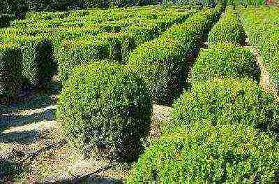 pagtatanim at pag-aalaga ng boxwood sa bukas na bukid sa rehiyon ng Rostov