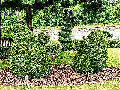 boxwood planting and care in the open field in the Rostov region