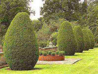 boxwood planting and care in the open field in the Rostov region