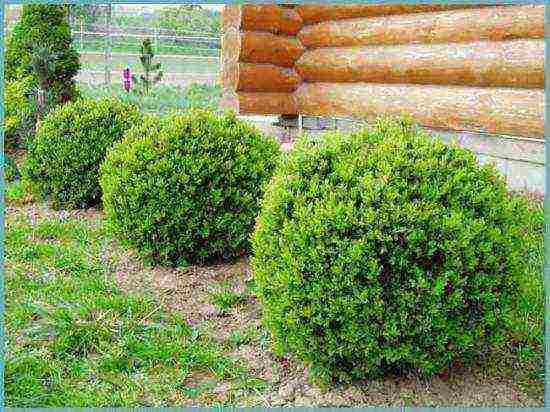 boxwood planting and care in the open field in the Rostov region