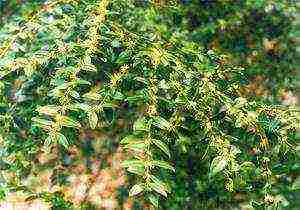 boxwood planting and care in the open field in the Rostov region