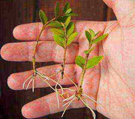 boxwood planting and care in the open field in the Rostov region