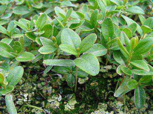 boxwood planting and care in the open field in the Rostov region