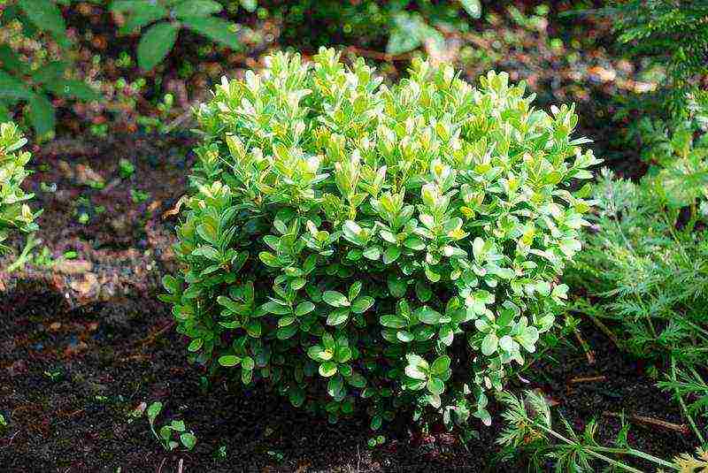 boxwood planting and care in the open field in the Rostov region