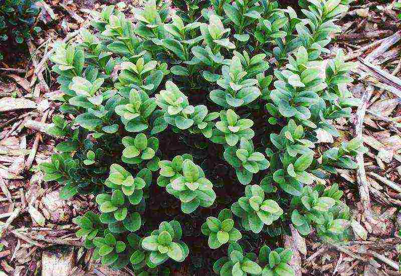 boxwood planting and care in the open field in the Rostov region