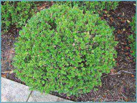 boxwood planting and care in the open field in the Rostov region