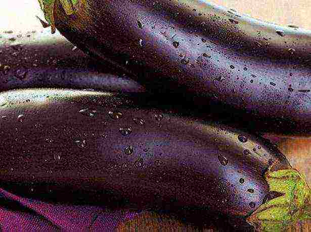 the best varieties of eggplant