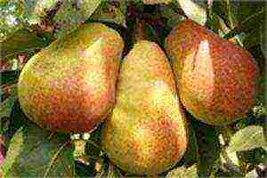 the best varieties of pears