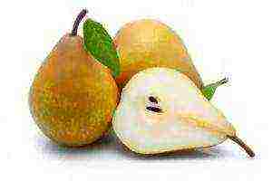 the best varieties of pears