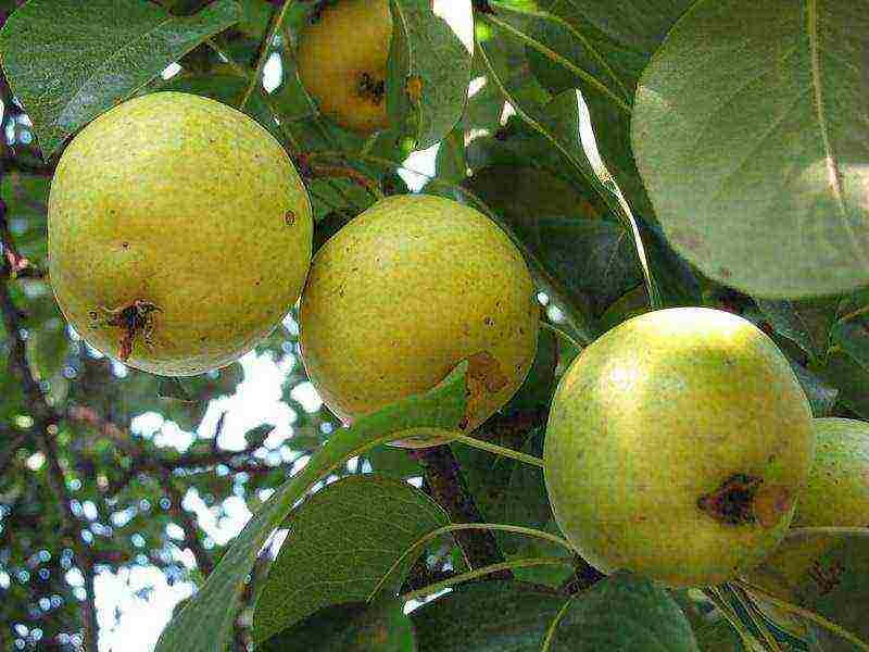 the best varieties of pears