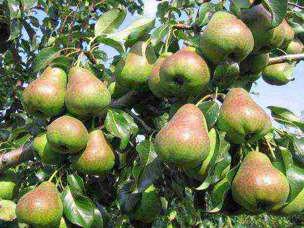 the best varieties of pears