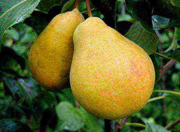 the best varieties of pears