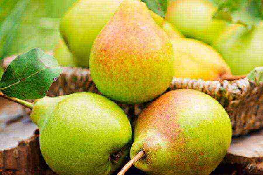 the best varieties of pears